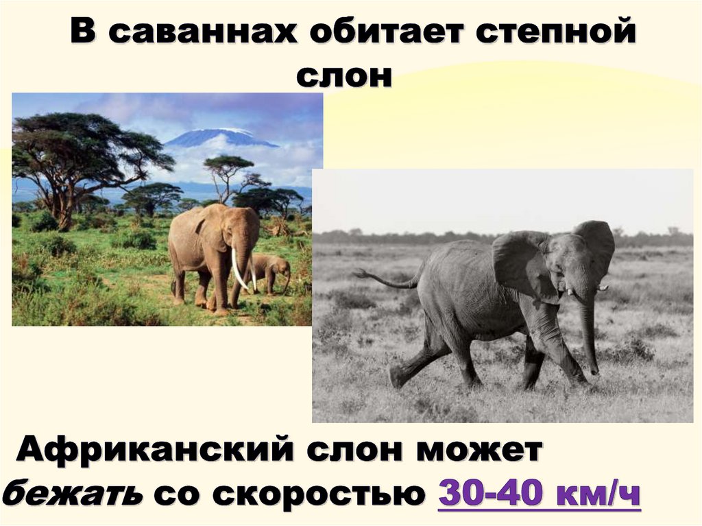 В саваннах обитает степной слон
