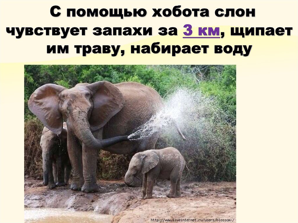 С помощью хобота слон чувствует запахи за 3 км, щипает им траву, набирает воду