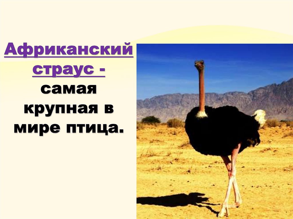 Африканский страус - самая крупная в мире птица.