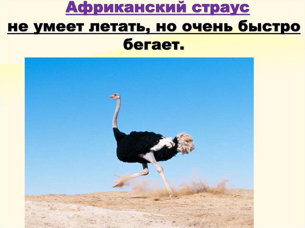 Африканский страус не умеет летать, но очень быстро бегает.