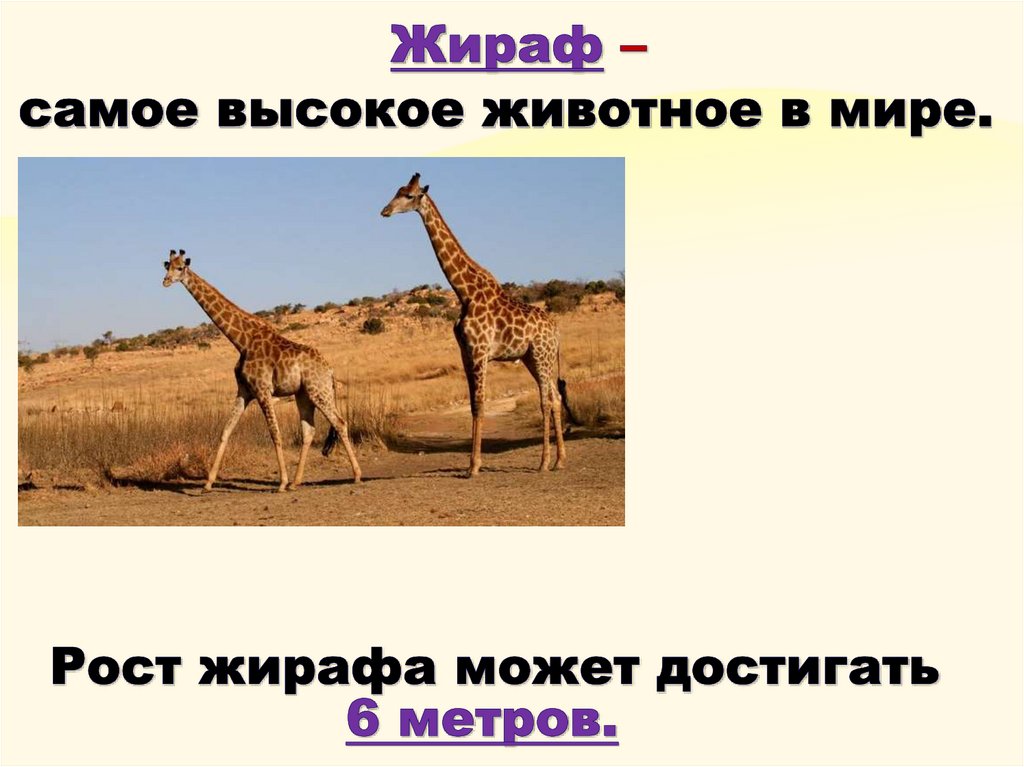 Жираф – самое высокое животное в мире.