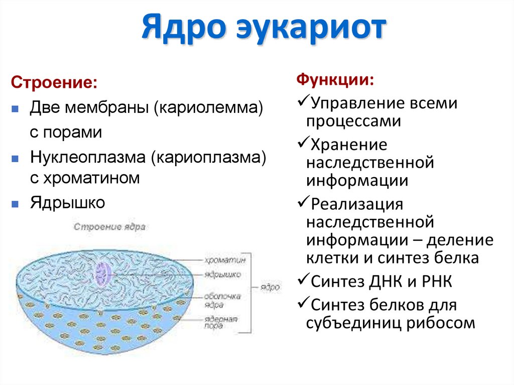 Ядро эукариот