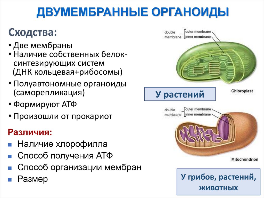 ДВУМЕМБРАННЫЕ ОРГАНОИДЫ