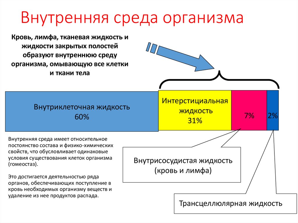 Внутренняя среда организма
