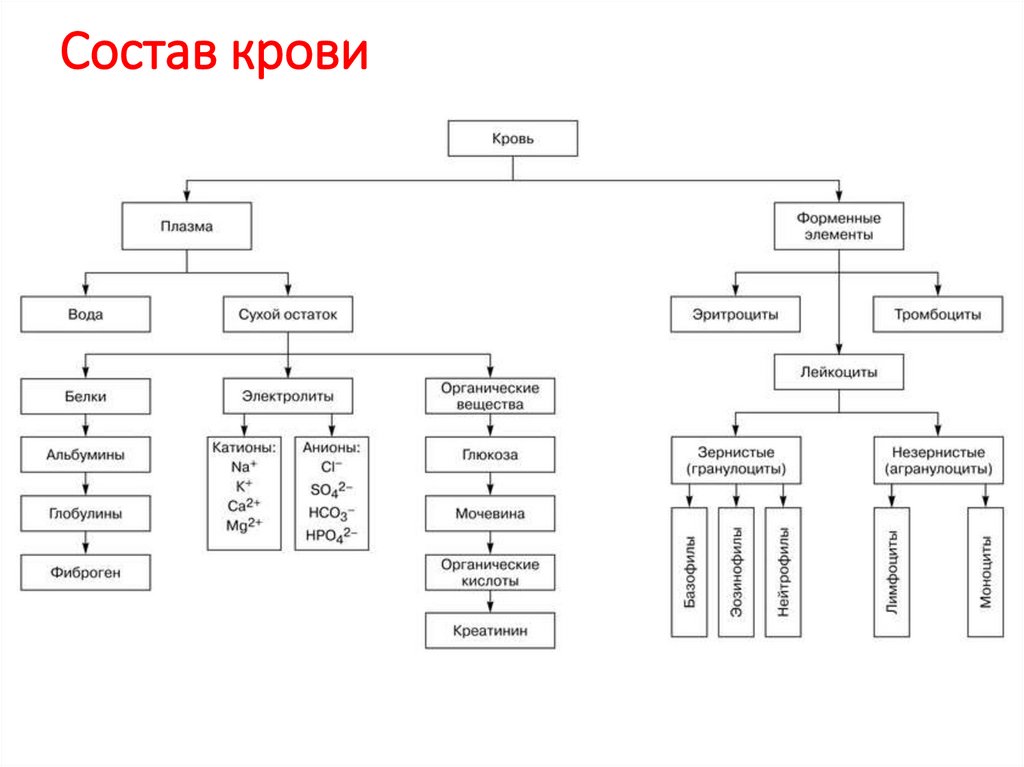 Защитная функция крови