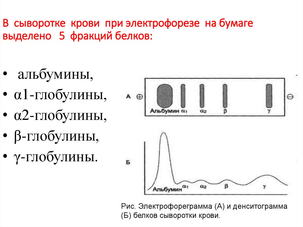 ЛИПИДЫ КРОВИ