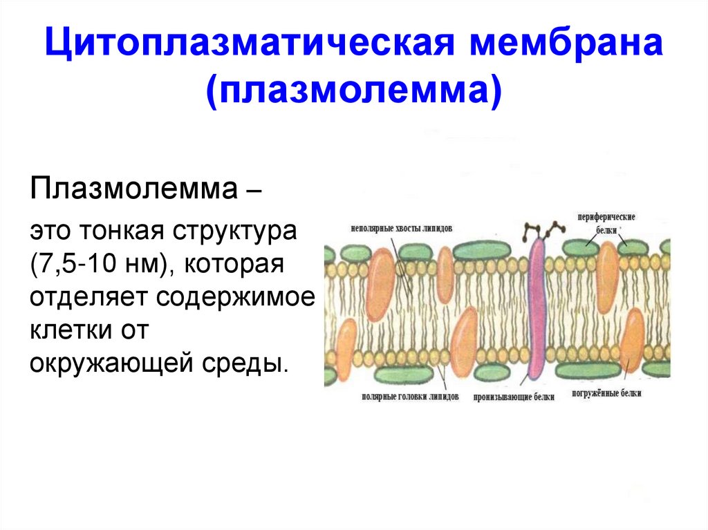 Цитоплазматическая мембрана (плазмолемма)