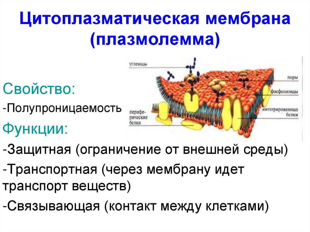 Цитоплазматическая мембрана (плазмолемма)