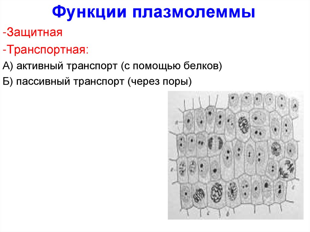 Функции плазмолеммы