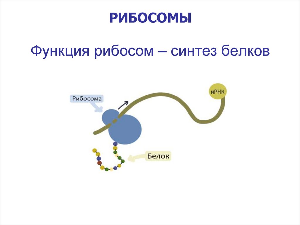Функция рибосом – синтез белков