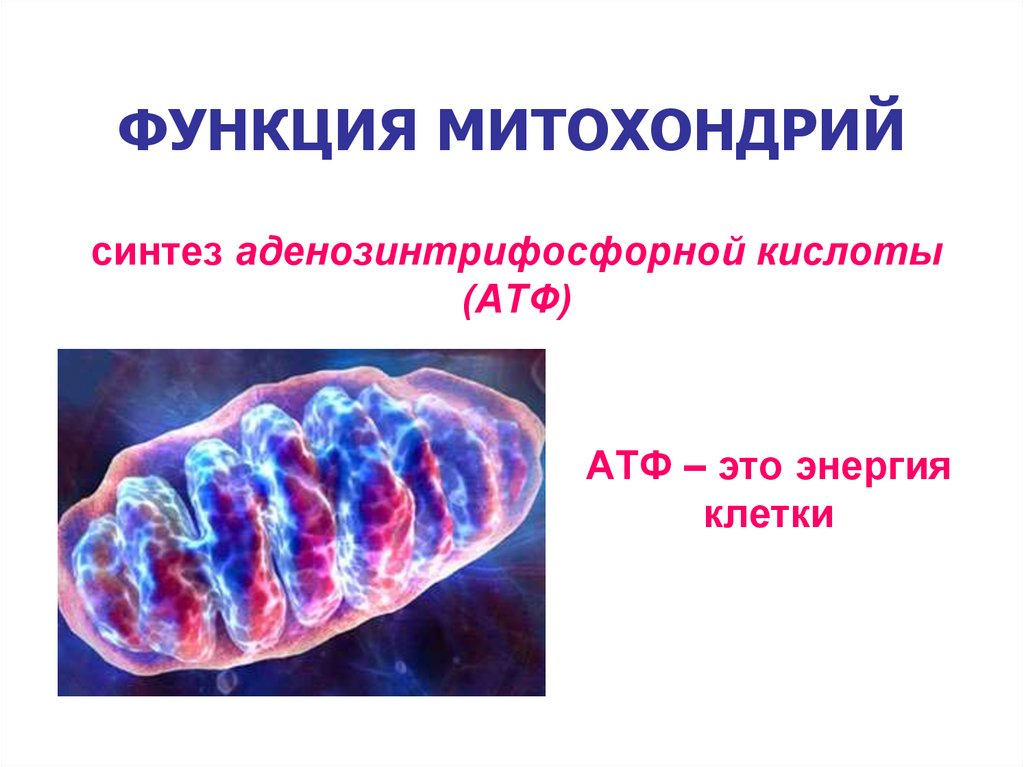 ФУНКЦИЯ МИТОХОНДРИЙ