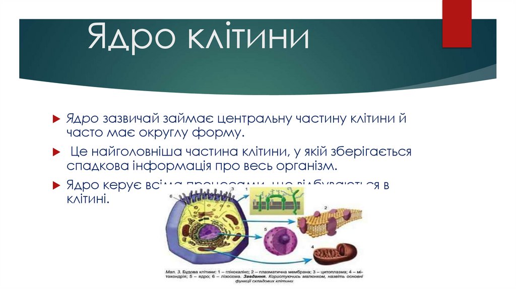 Ядро клітини