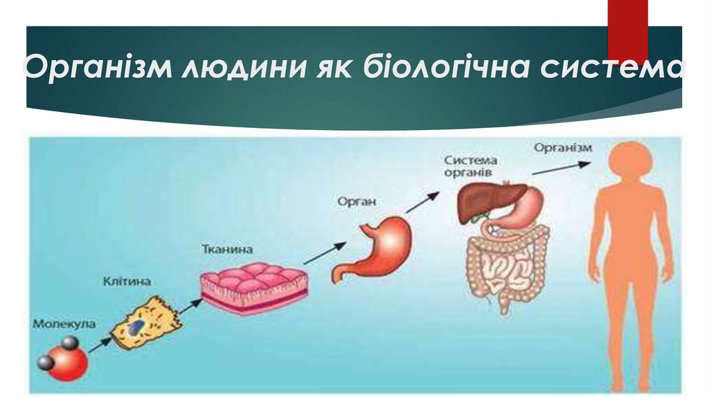 Організм людини як біологічна система