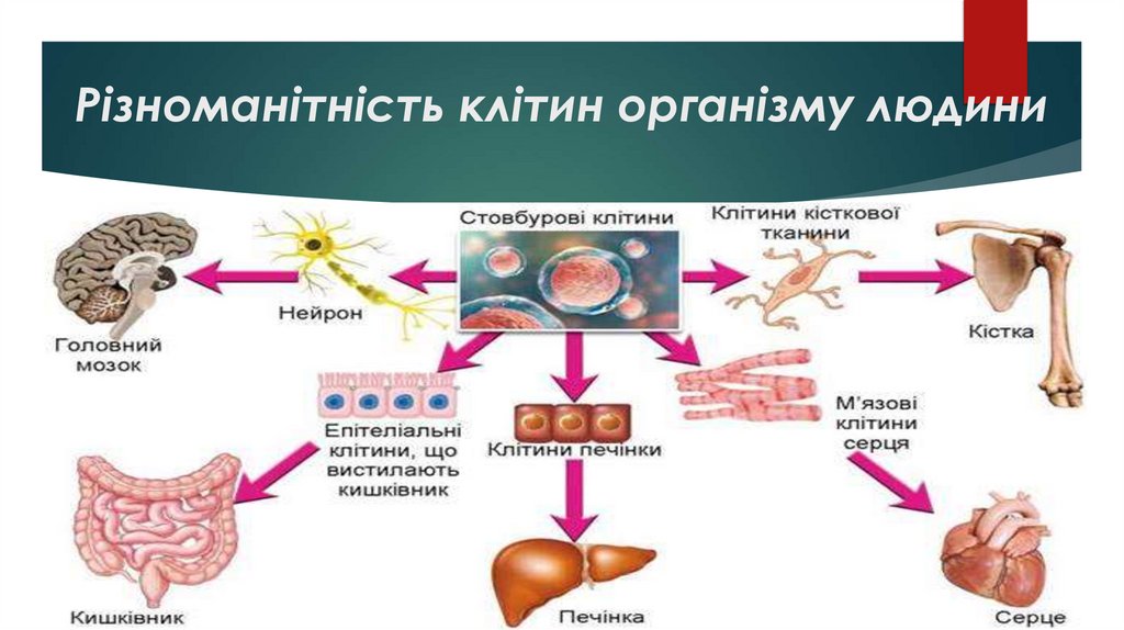 Різноманітність клітин організму людини