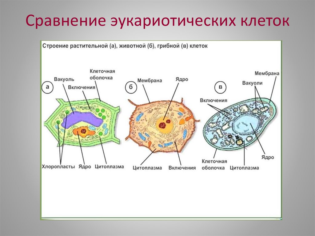 Сравнение эукариотических клеток