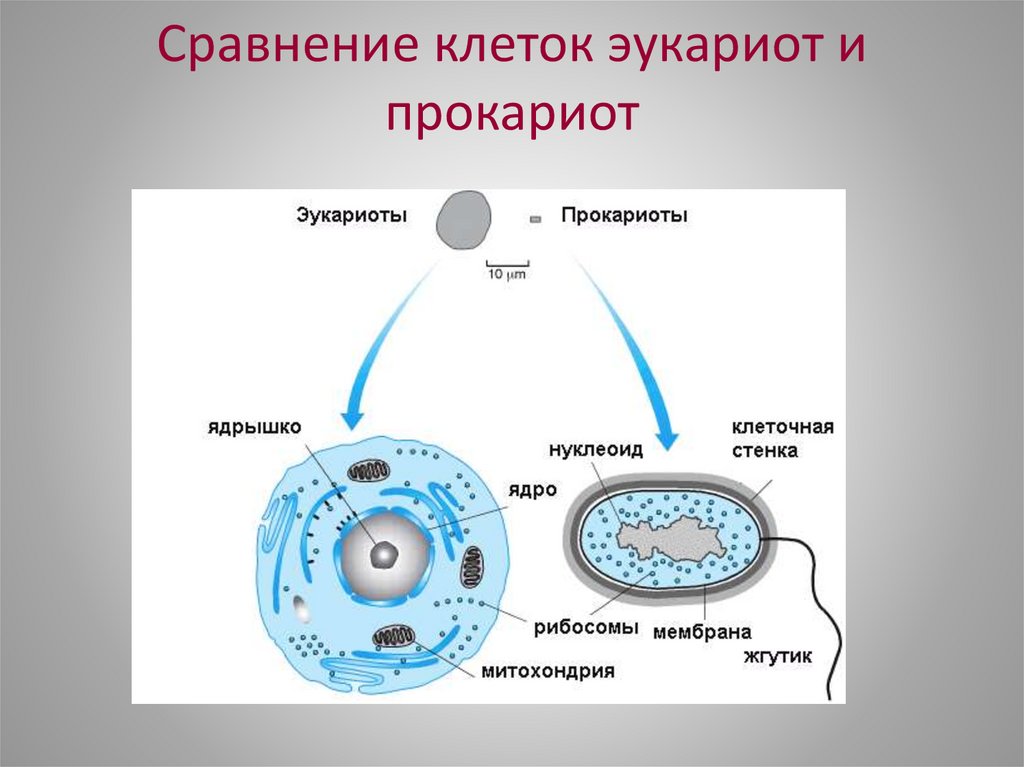 Сравнение клеток эукариот и прокариот