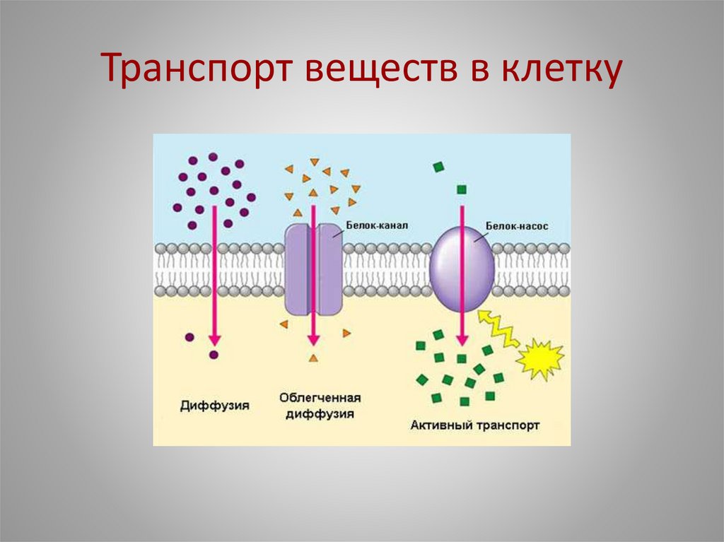 Транспорт веществ в клетку