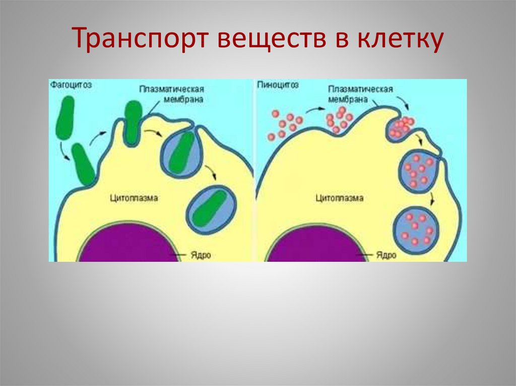 Транспорт веществ в клетку