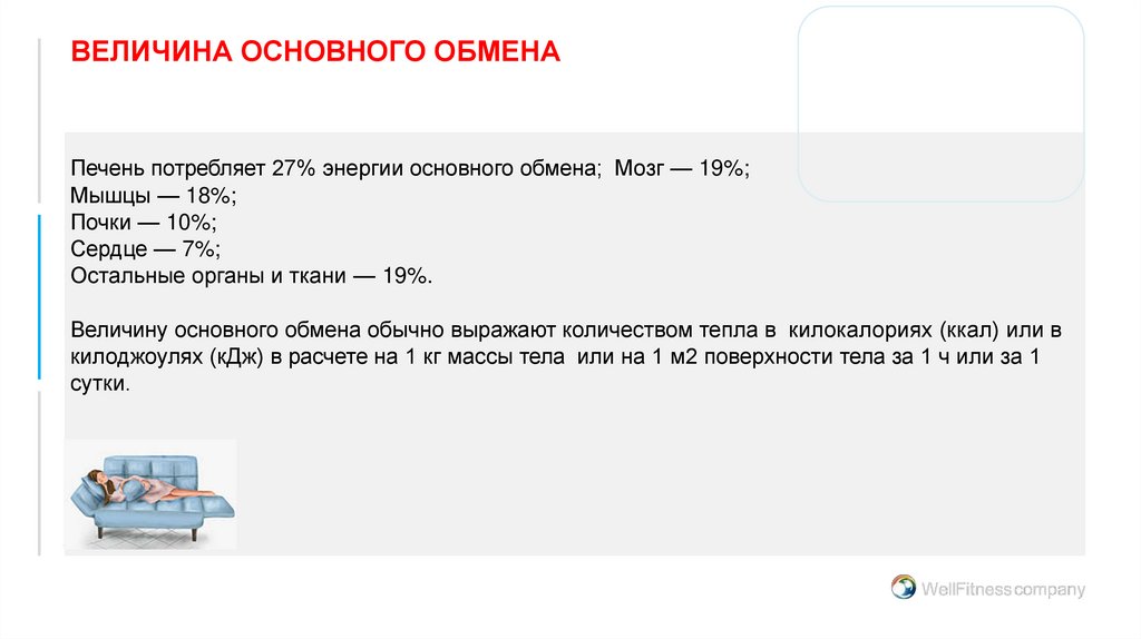 ВЕЛИЧИНА ОСНОВНОГО ОБМЕНА