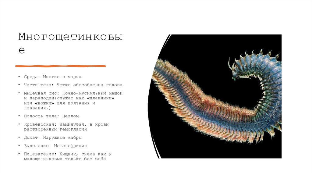 Многощетинковые