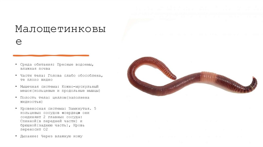 Малощетинковые