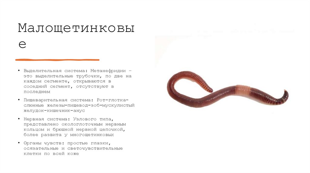 Малощетинковые