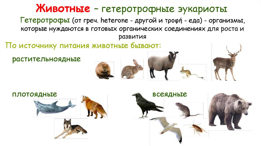 Животные – гетеротрофные эукариоты