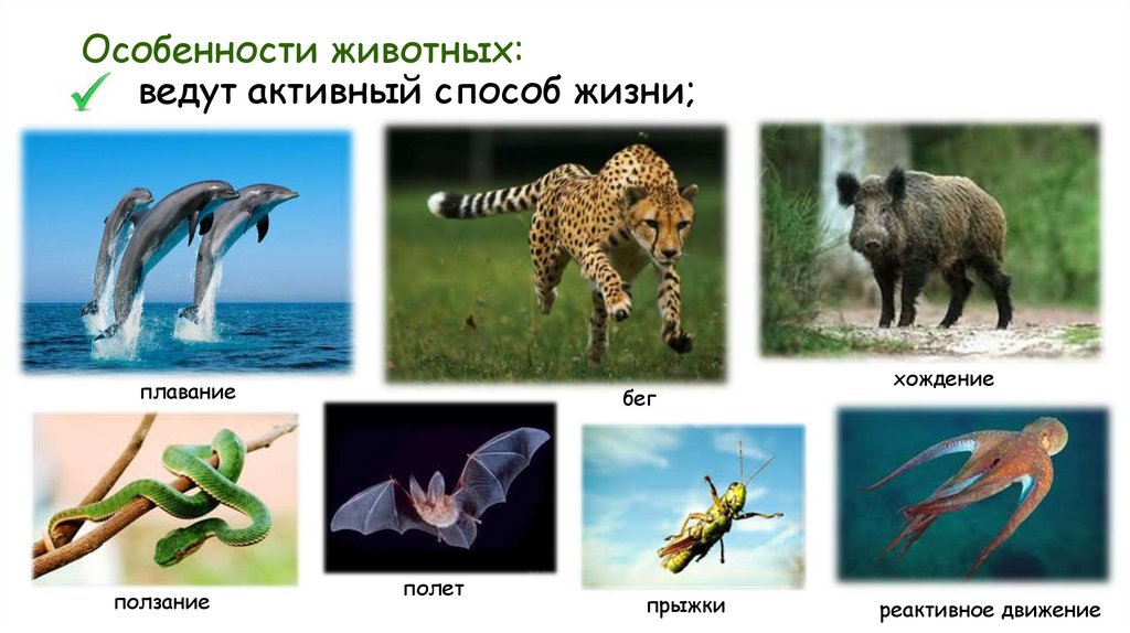 Особенности животных: ведут активный способ жизни;