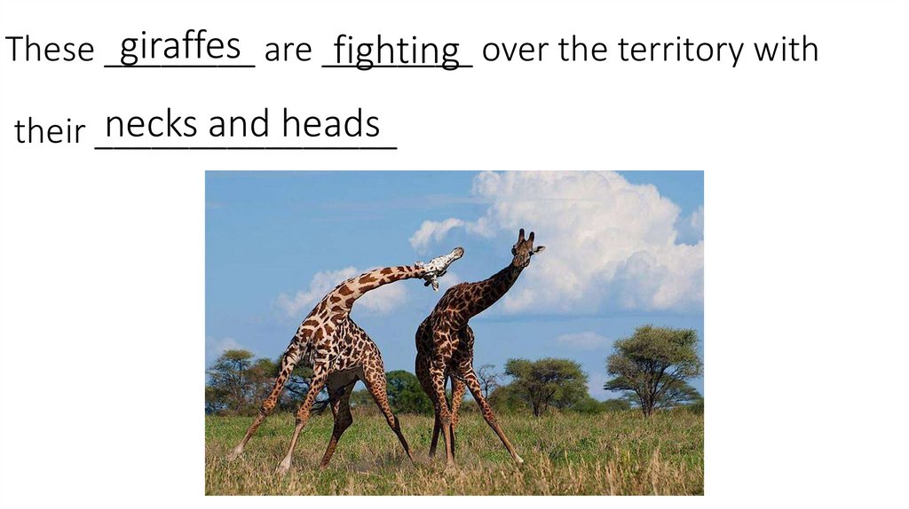 These ________ are ________ over the territory with their ________________