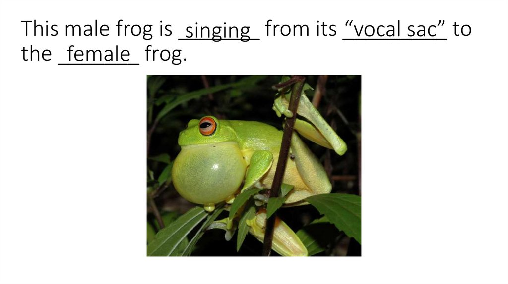 This male frog is _______ from its _________ to the _______ frog.