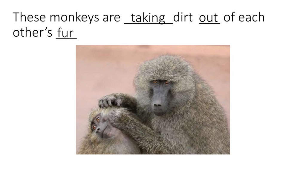 These monkeys are _______dirt ___ of each other’s ___