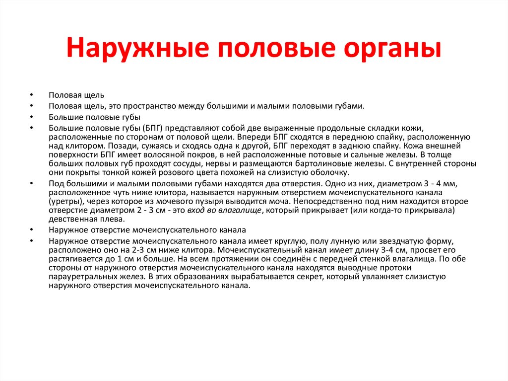 Наружные половые органы