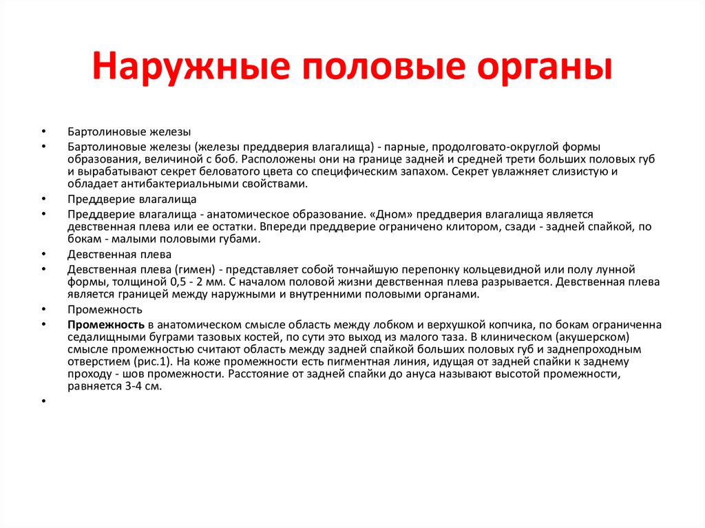 Наружные половые органы