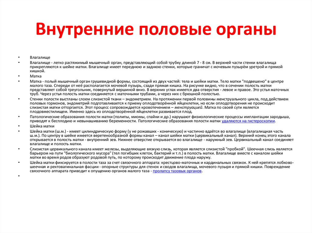 Внутренние половые органы