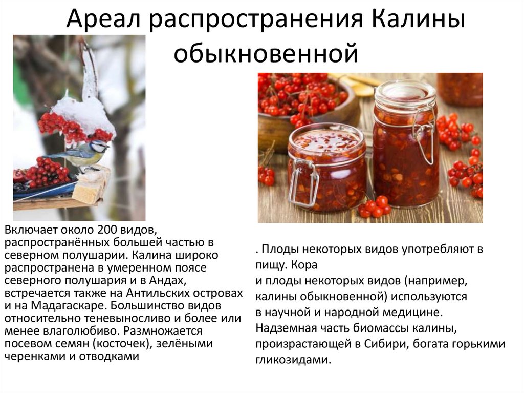 Ареал распространения Калины обыкновенной