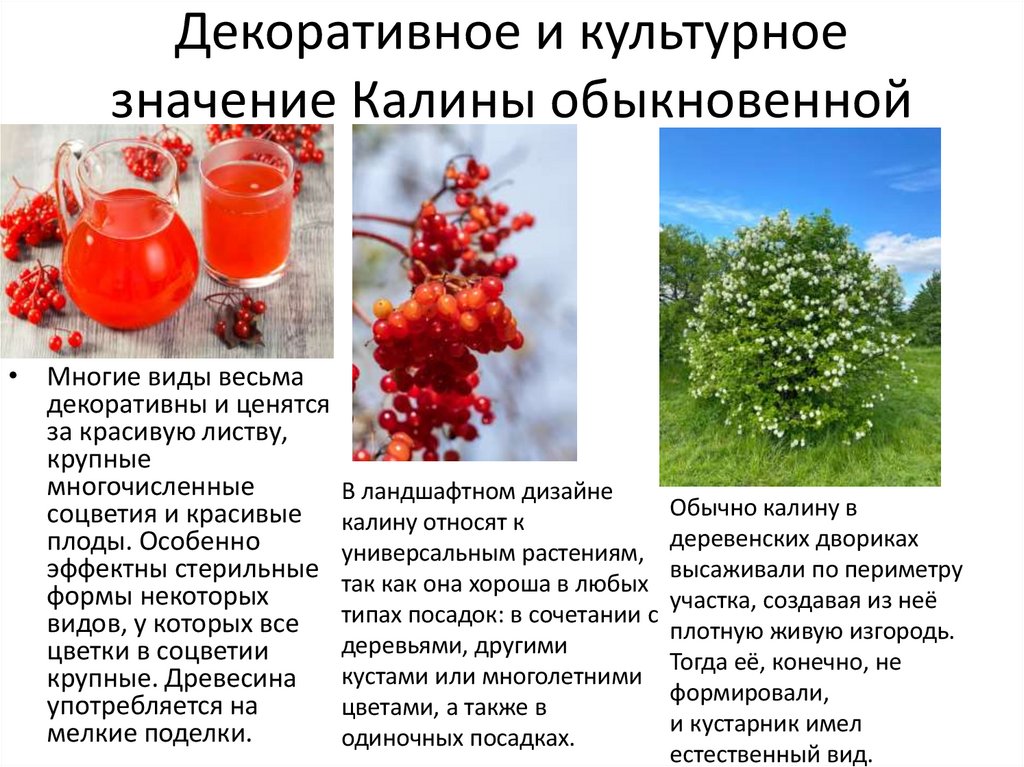 Декоративное и культурное значение Калины обыкновенной
