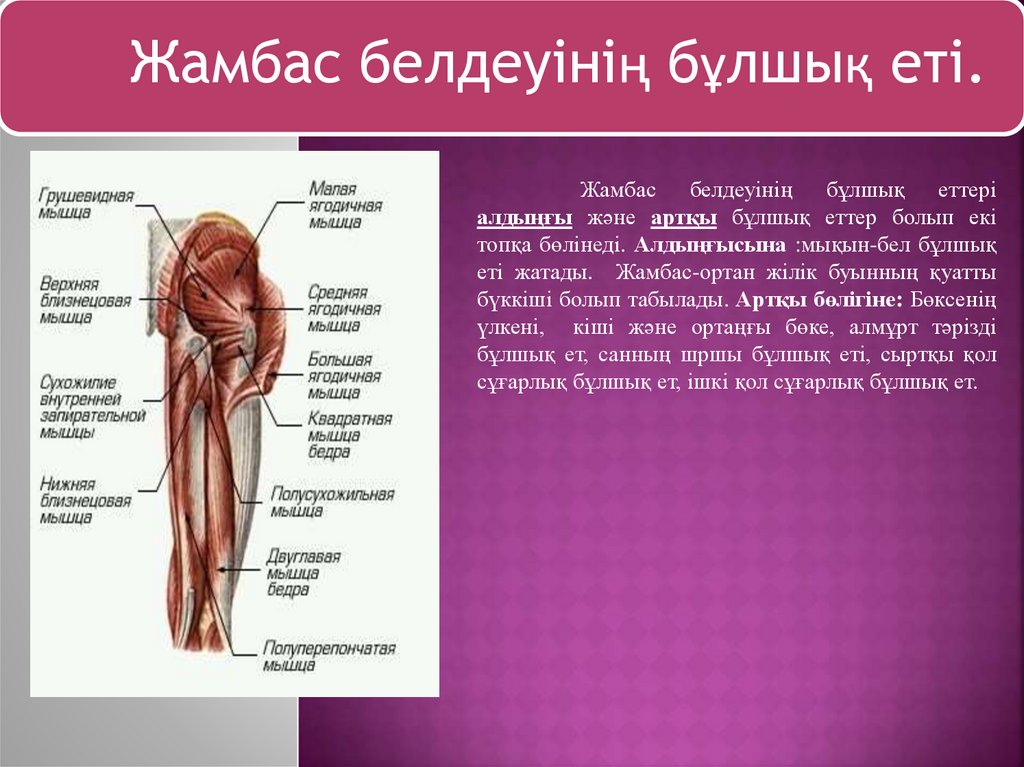 Аяқтың бұлшық еттері қызметінің ерекшелігіне байланысты қолдың бұлшық еттеріне қарағанд күшті жетілген.