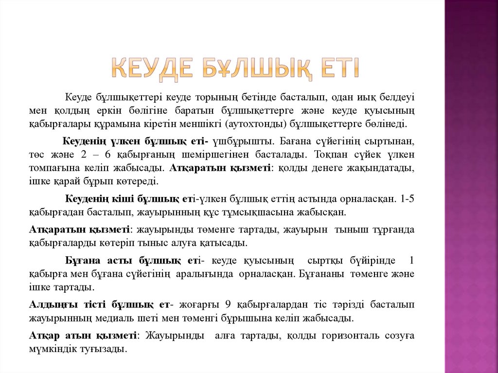 Арка бұлшық еті