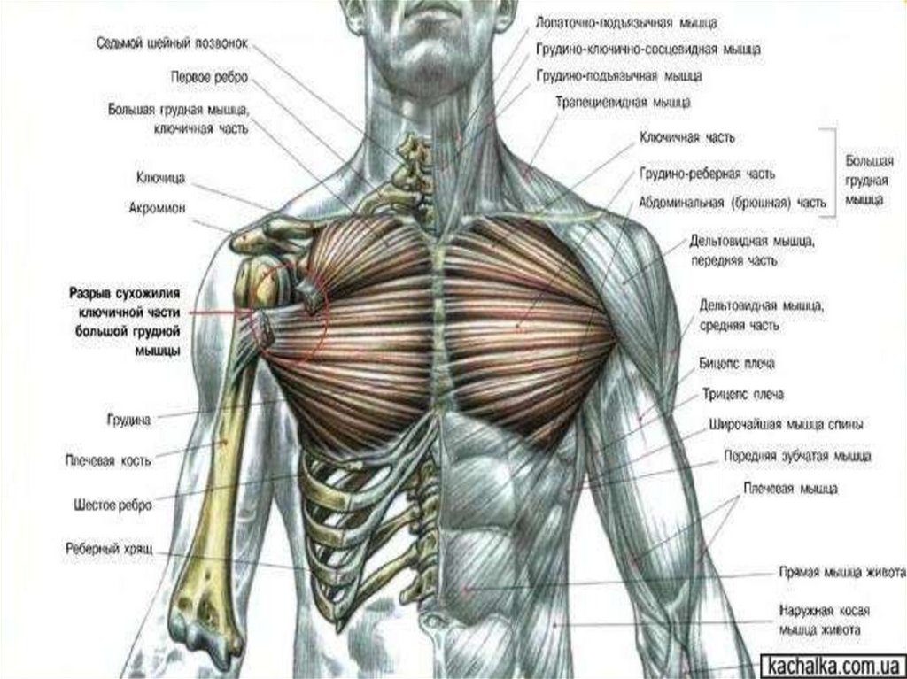 Кеуде бұлшық еті