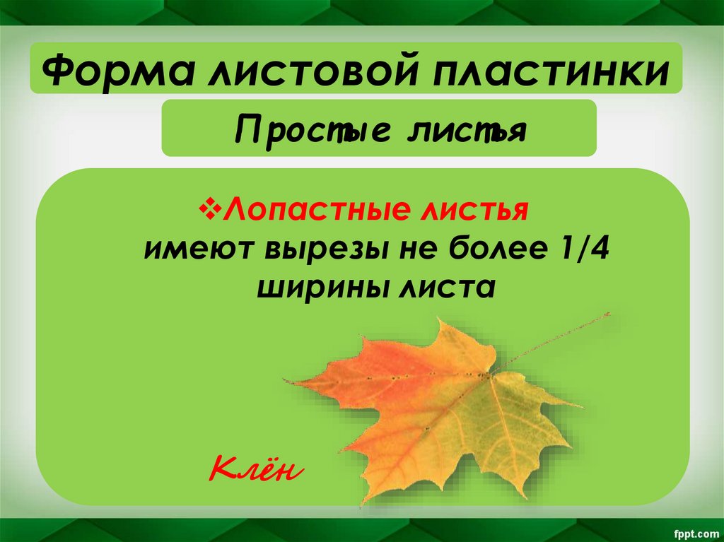 Простые листья