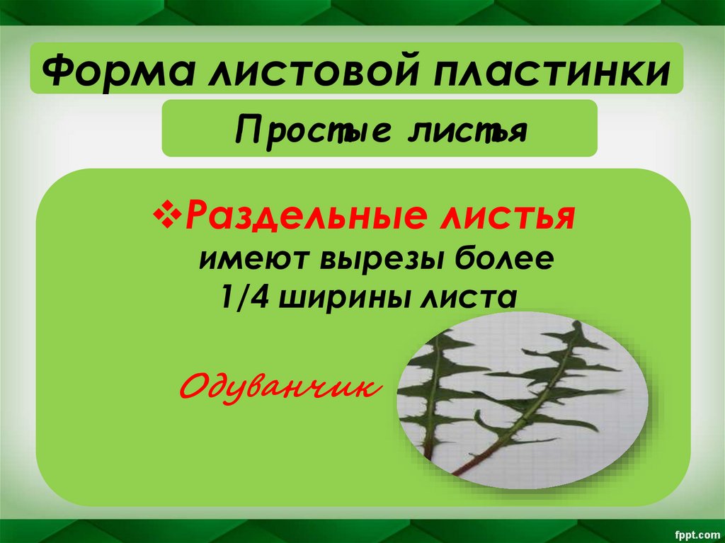 Простые листья