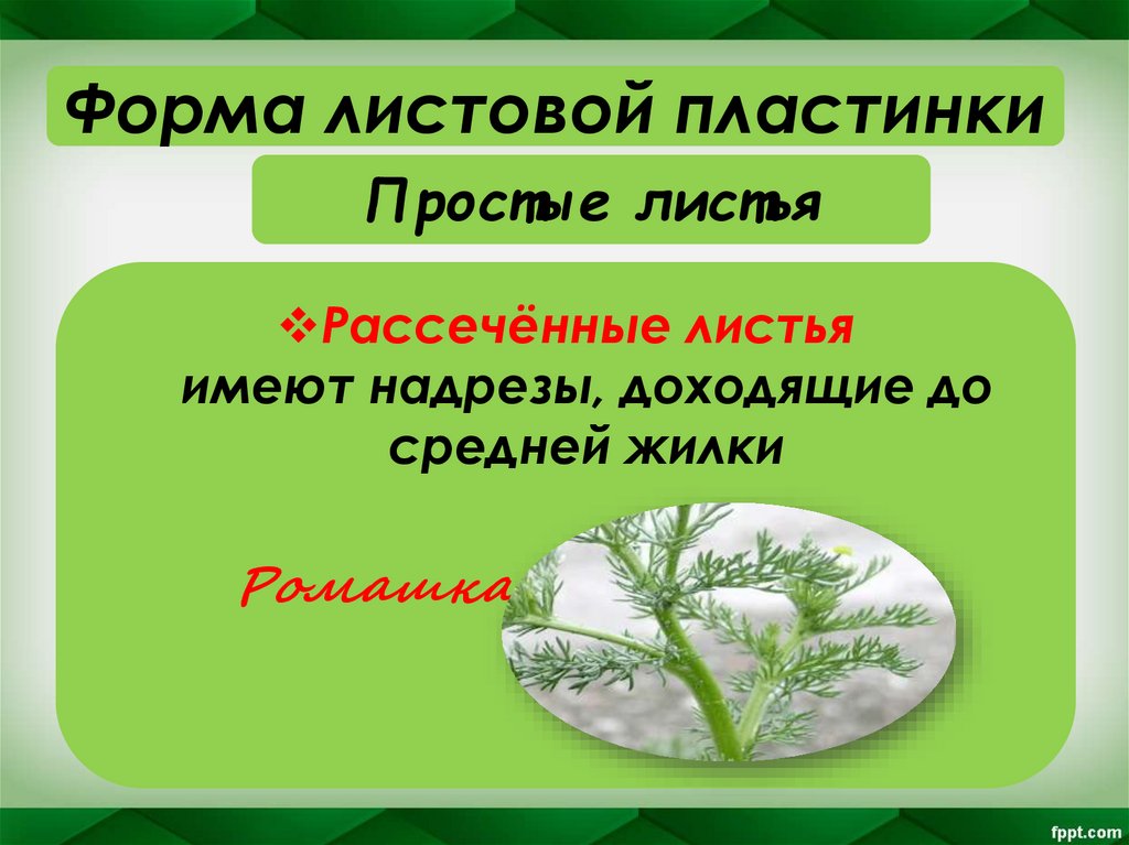 Простые листья