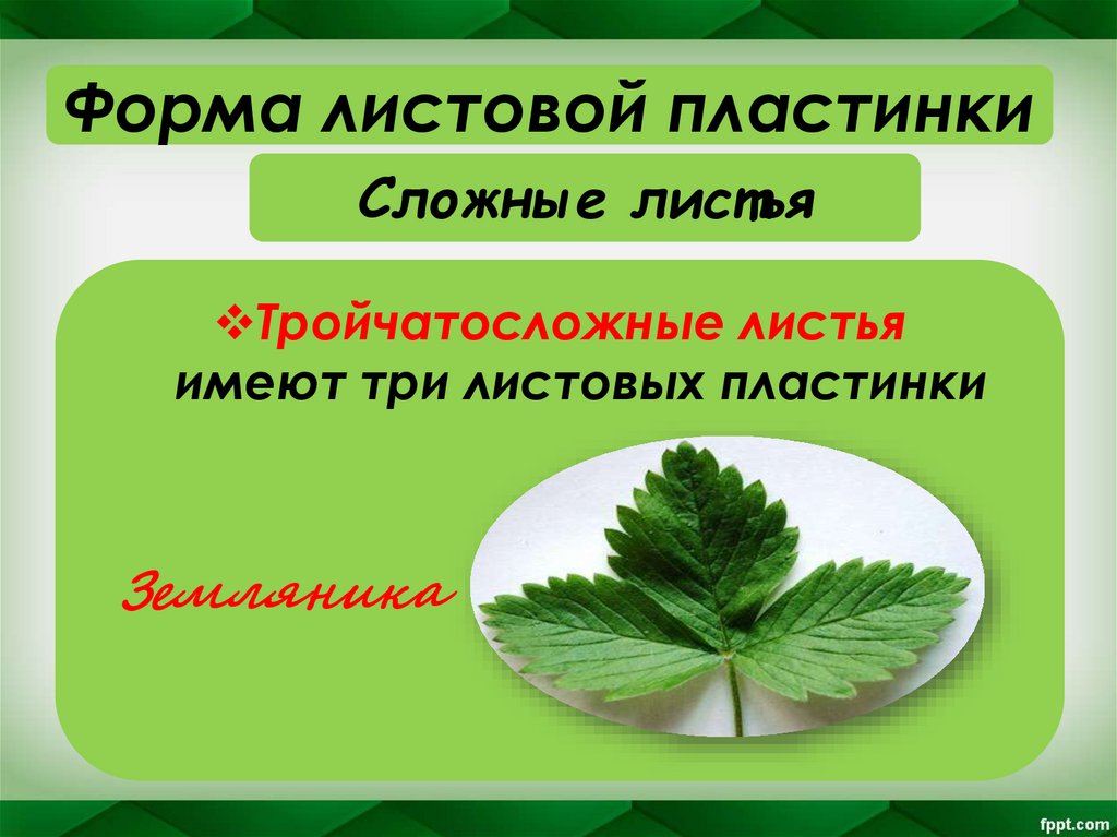 Сложные листья