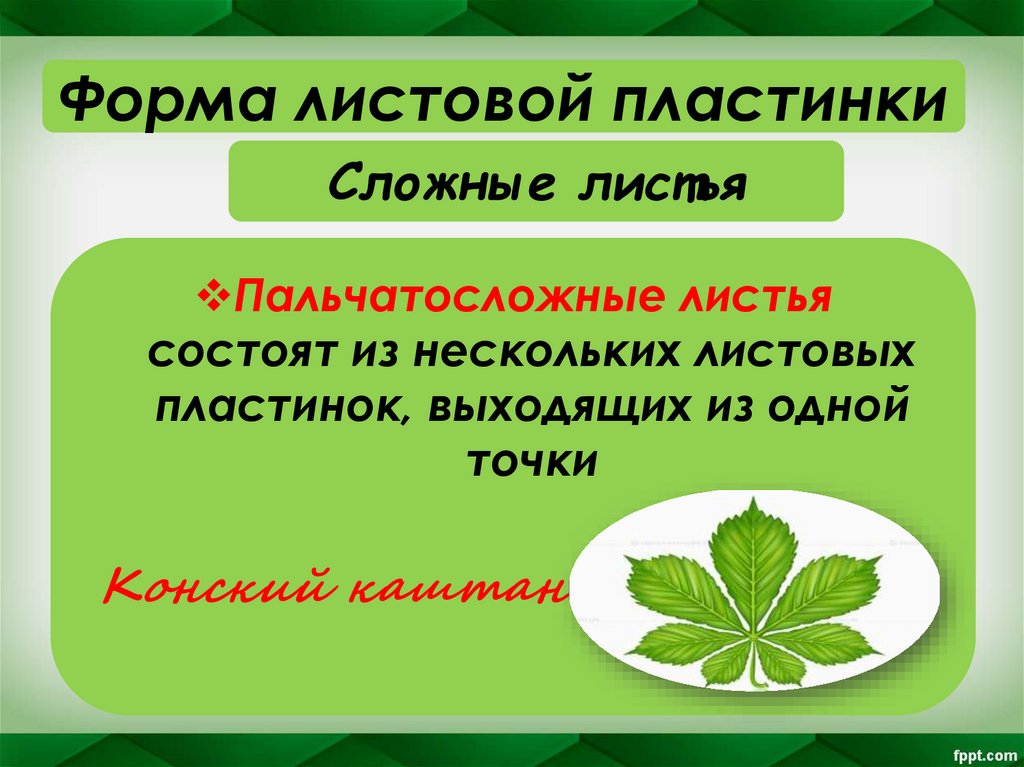 Сложные листья