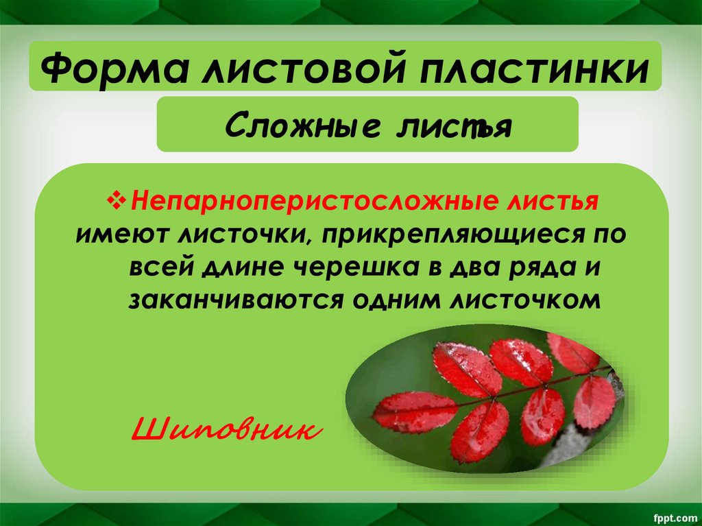 Сложные листья