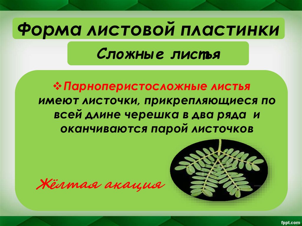 Сложные листья