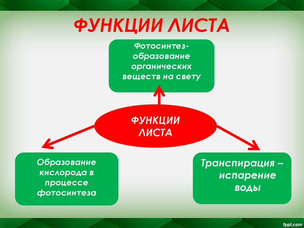 ФУНКЦИИ ЛИСТА