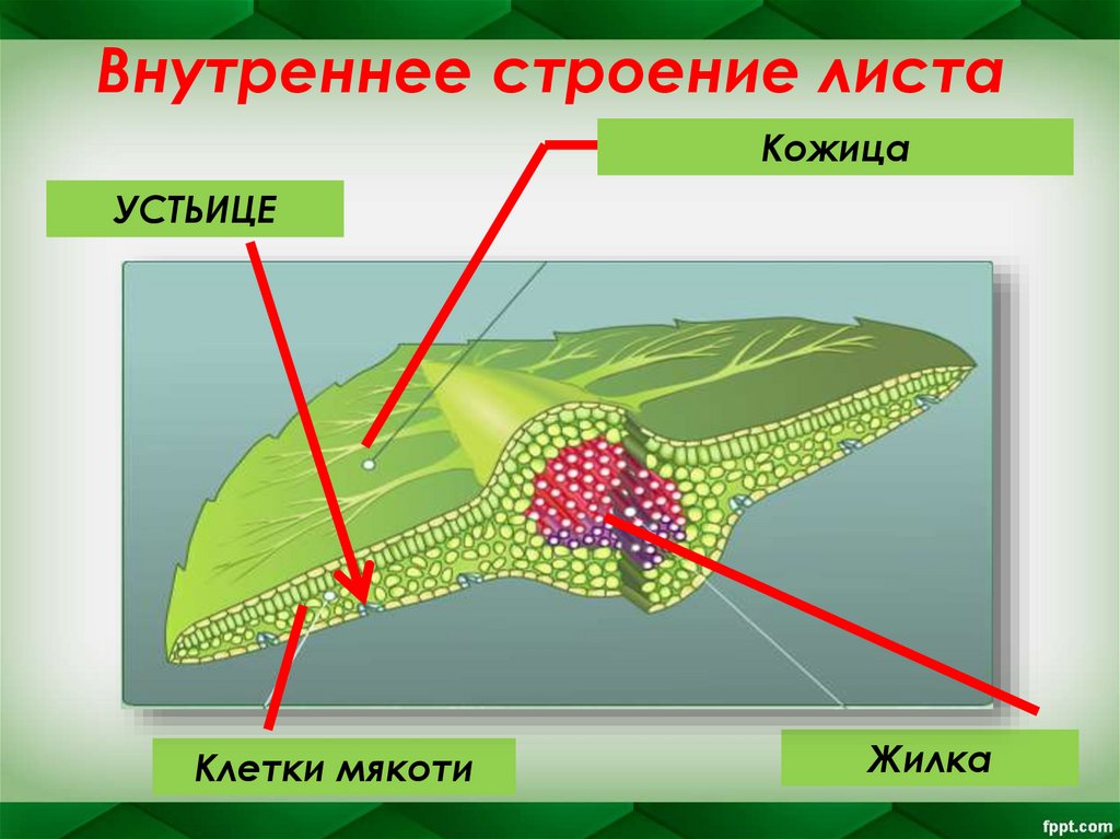 Внутреннее строение листа