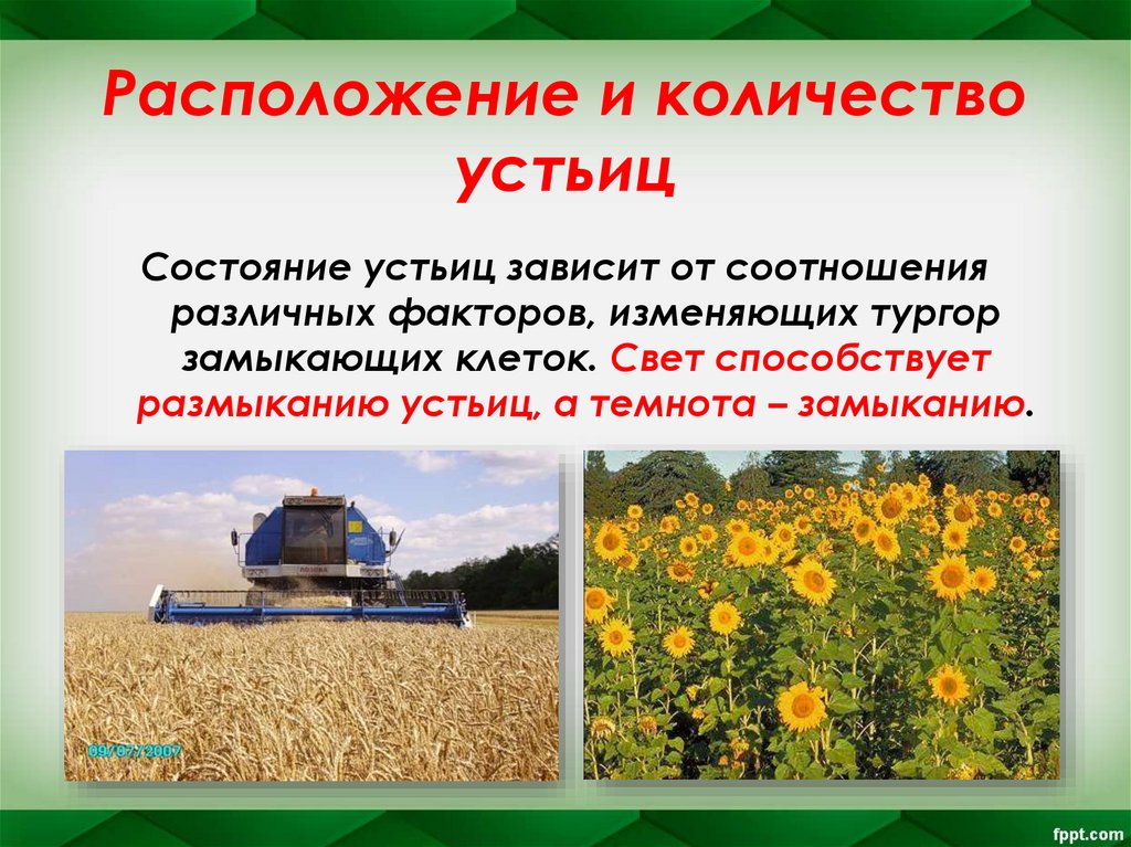 Расположение и количество устьиц