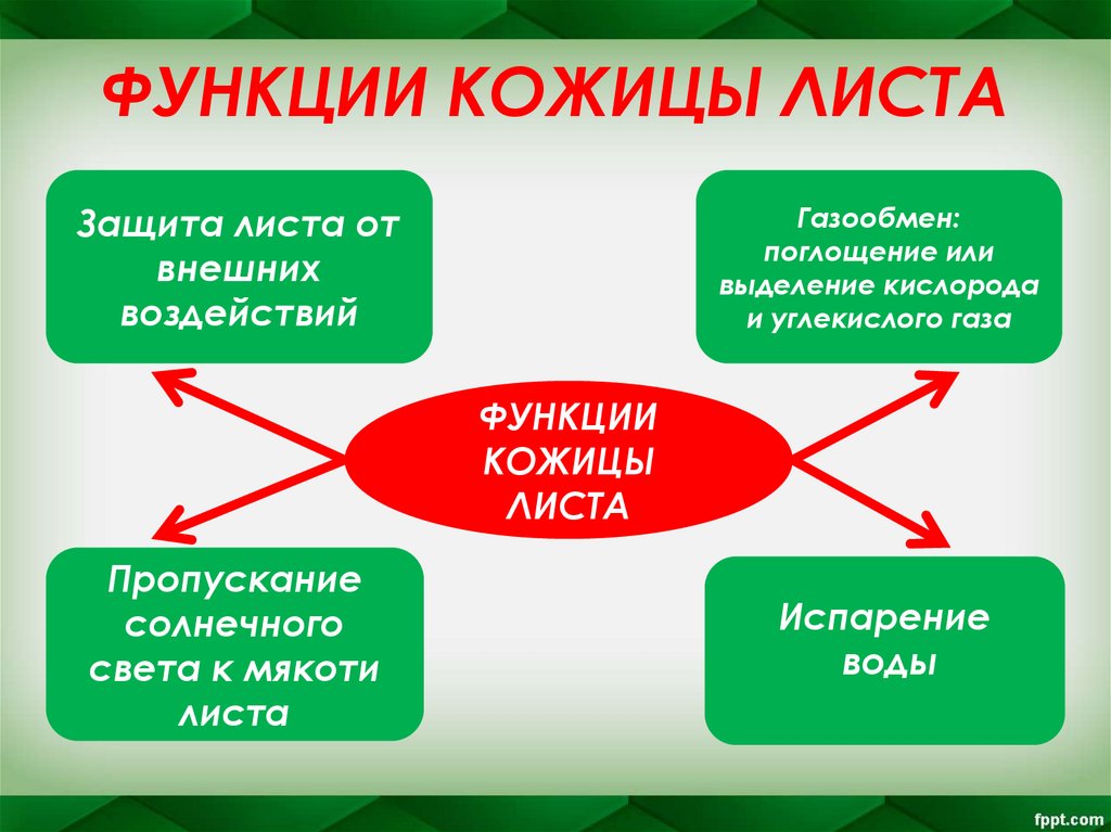 ФУНКЦИИ КОЖИЦЫ ЛИСТА